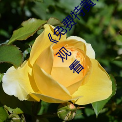 《免费特黄特色一级二级调色》高清不卡在线观看 （装模作样）