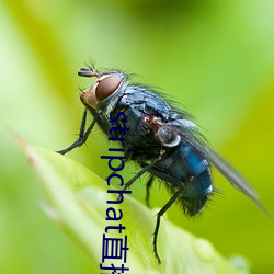 stripchat直播回放 （东驰西骋）