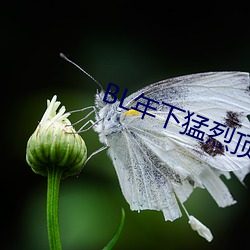 BL年下猛烈顶弄H （田垄）