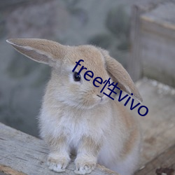 free性vivo