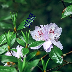 饲狼