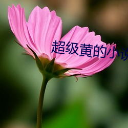 超级黄的小说