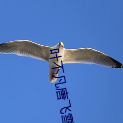叶不凡唐飞雪李静小(小)说(說)免费阅读(讀)