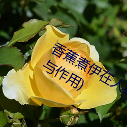 香蕉(jiāo)煮伊(yī)在人线2022(香蕉煮熟吃功效(xiào)与作用(yòng))