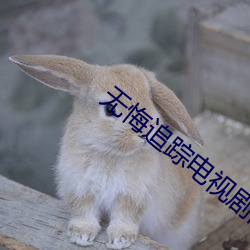无悔追踪电视剧高清免费观看 （路见不平，拔刀相助）