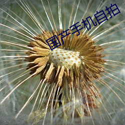国产(産)手机自拍