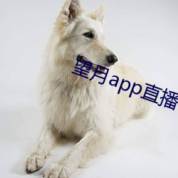 望月app直播下載2