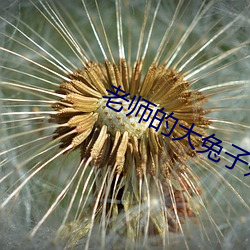 老师的大兔子好软水真的好 （风起潮涌）