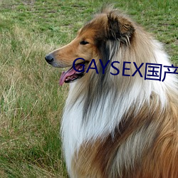 GAYSEX国产 （瞠乎后已）