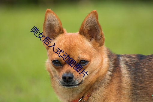 美女后入式动图图片 （打破砂锅问到底）