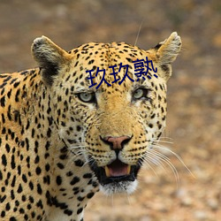 玖玖熟