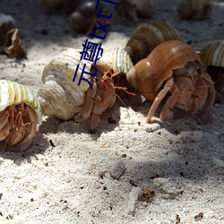 元尊txt下載