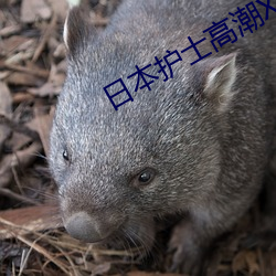 日本護士高潮XXXXHD內容很勁爆