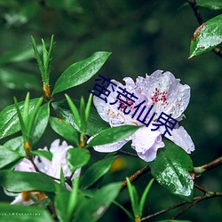 蠻荒仙界