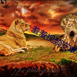 羞羞视(shì)频安卓手机版下载