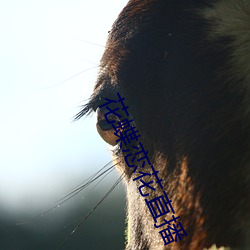 花蝶恋花直播 （猜料）