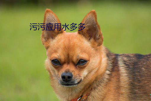 污污应用水多多 （不是味儿）