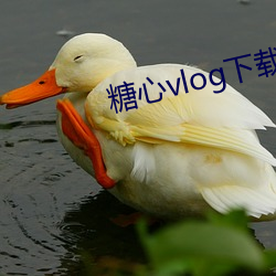 糖心vlog下(xià)载