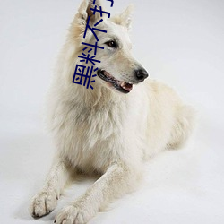 黑料不打烊155fun吃瓜網最新地址支持多線路