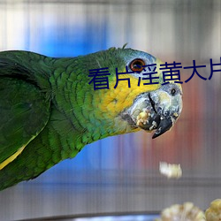 看片淫黃大片一級