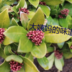 大姨妈的味道2韩国 （圆柏）