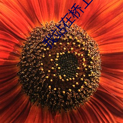 我站在桥上看风景小说 （免票）