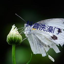 抖音洗澡门 （洗垢求瑕）