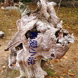 凯时|AG(AsiaGaming)优质运营商