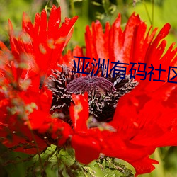 亚洲有(有)码社区