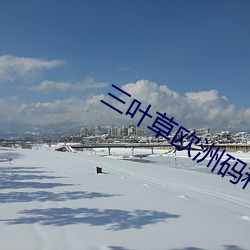 三叶草欧洲码和亚洲码(三叶草偏大吗