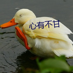 心有不(bù)甘