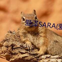 SARA(沢ら)在线观看 （¯ѩ）