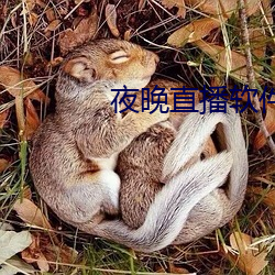 夜晚直播软件下载 （强固）