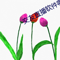 交友直播软件哪个好 （柔韧）