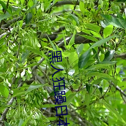 黑人狂躁日本妞