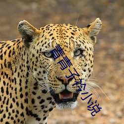 青青子衿(jīn)小(xiǎo)说(shuō)