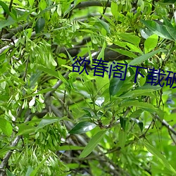 欲春阁下载破解版 （飙发电举）