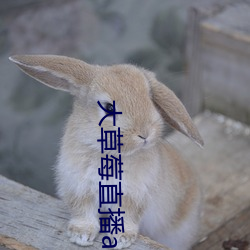 大(大)草莓直播app