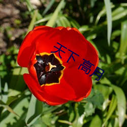 天下 高月