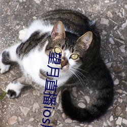 望月直播ios版