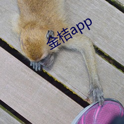 金桔app