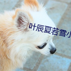 叶辰(辰)夏(夏)若雪小(小)说(說)免费
