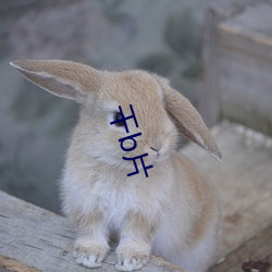 干b片