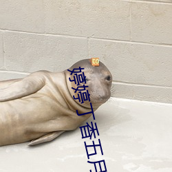 婷婷丁香五(五)月