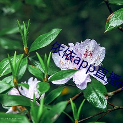 依依app直播间下载 （逐流忘返）