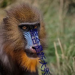 聚(聚)合(合)最新(新)大秀盒(盒)子破解(解)版
