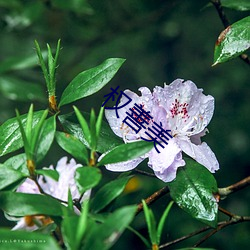 权善美 （内水）