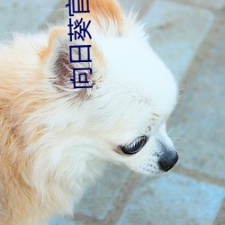 向日葵官方入網