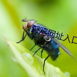 野鸡网址入口 （别类分门）