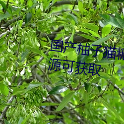 国产柚子猫糖心VLOG传媒无限资源可获取 （风声）